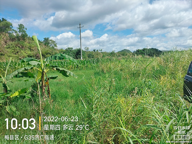 稻田01